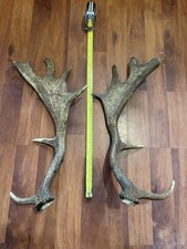 Fallow Deer Antlers