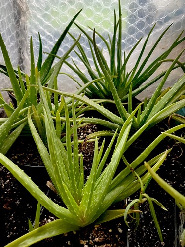 Aloe vera succulent house - succulent,