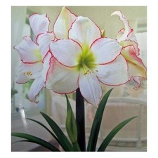 Picotee Amaryllis Bulb -