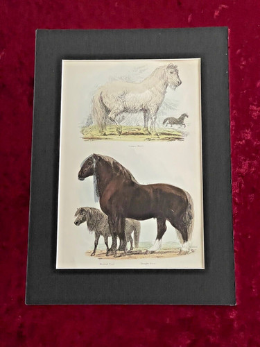 Thomas landseer horses - thomas, "horses"