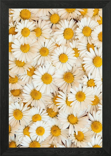 Beautiful bellis perennis - bellis,