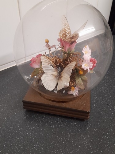 Taxidermy butterfly glass - taxidermy, butterfly's