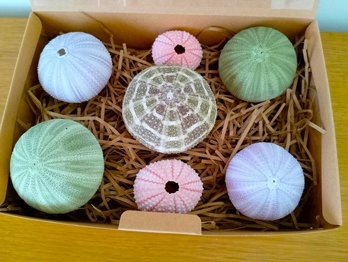 Real sea urchins - urchins, mixed