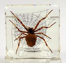 38mm Real Wolf Spider on Web