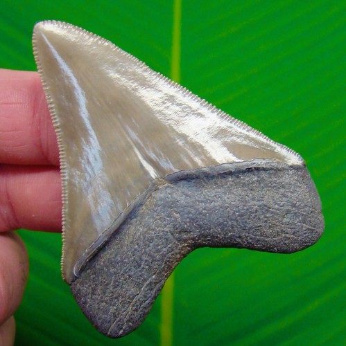 Megalodon shark tooth rare - megalodon,