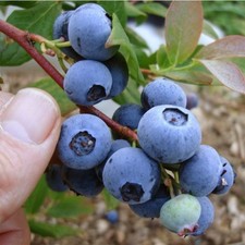 5 x plugs Blueberry "Chandler"
