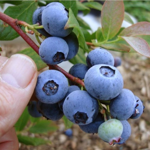 Plugs blueberry chandler - x,