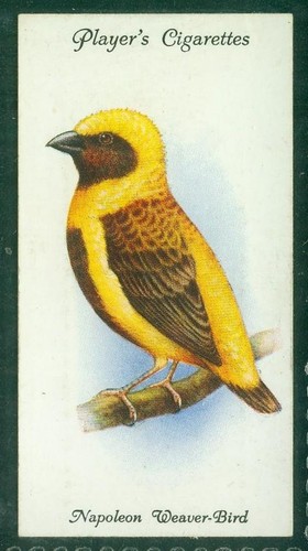 Bird card 038 1933 - 038,, player