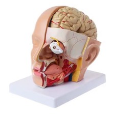Human Anatomy for Head Skull