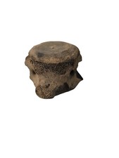  Fossilized Whale? Dolphin