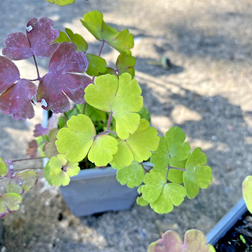 Aquilegia vulgaris yellow - 3,