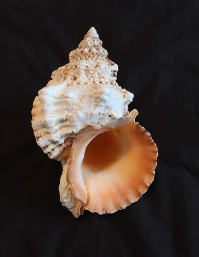 Giant frog seashell - 'giant, (a4)