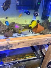 marine fish tank