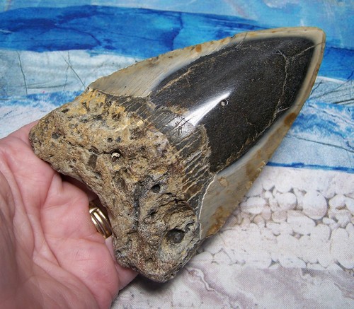 Megalodon shark tooth - megalodon, 4