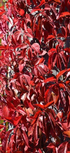 Virginia creeper good size - virginia,