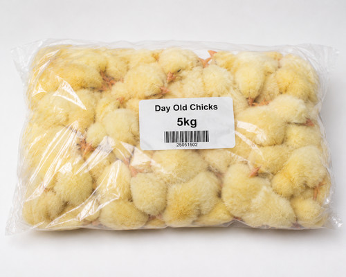 5kg frozen chicks - chicks, falconry
