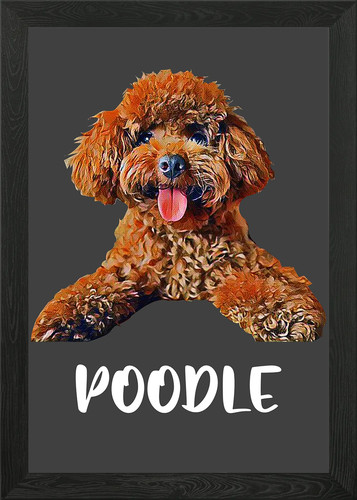 Dog poodle lover puppy - dog,