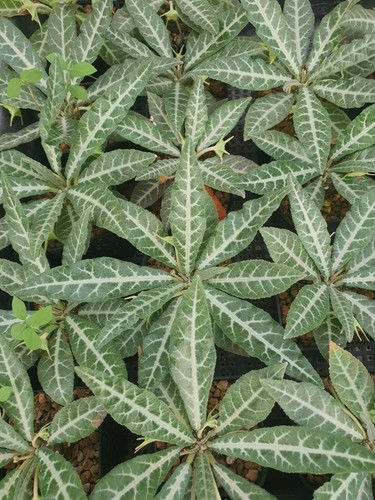 Dorstenia lancifolia 200 - dorstenia,