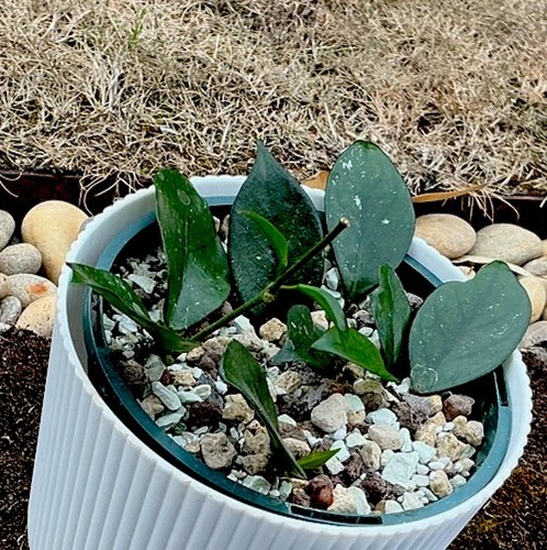 Hoya vietnam rooted cutting - hoya,
