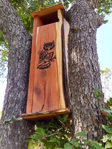 Screech owl nest box live - owl,