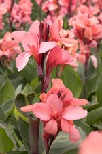 Pack x3 Canna Lily Cannova F1