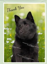 Schipperke Dog Thank You Card