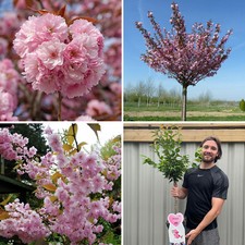 Cherry Blossom Tree Plant