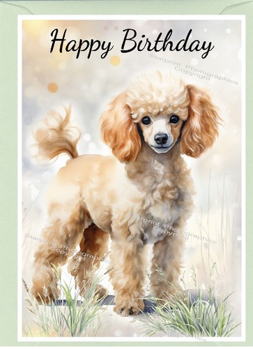 Poodle apricot dog birthday - poodle,