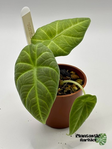 Alocasia maharani grey - maharani, (grey