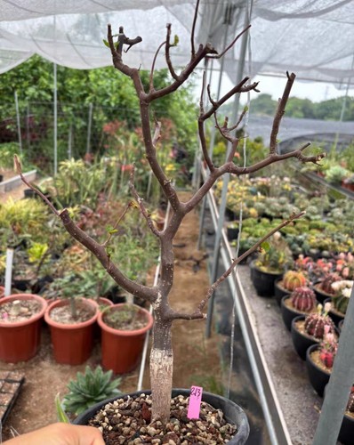 Sale rare bursera epinnata - bursera,