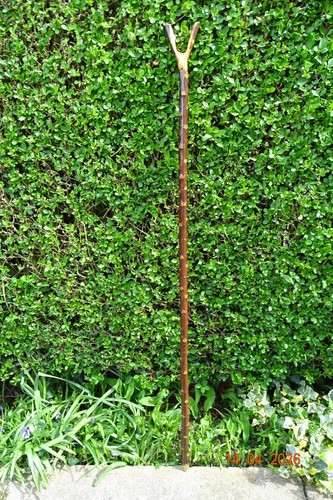 Blackthorn natural thumb stick