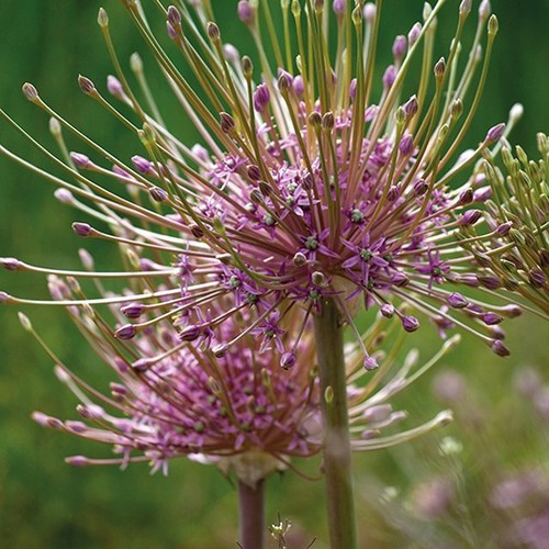 Allium giganteum decorative - allium,