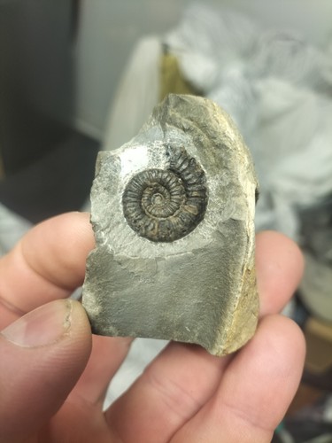 Double porpoceras vortex - double,