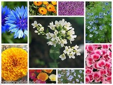 The wild cottage garden border