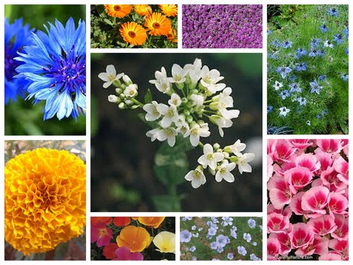 The wild cottage garden - , border