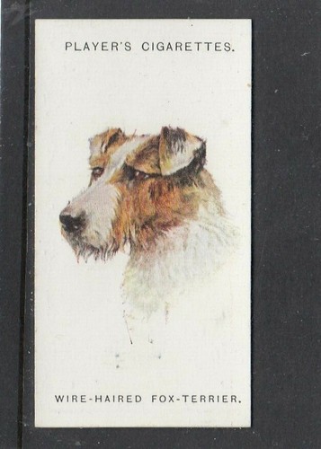 1929 players dogs heads - players,