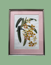 'Vanda Insignis' Botanical Orchid Print | Mid-Century Walter Hood Fitch Print