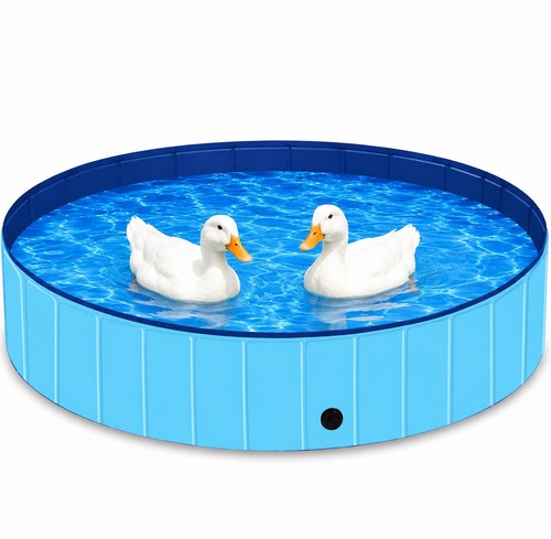 Outdoor duck pool - duck,