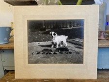 Vintage Terrier Photograph