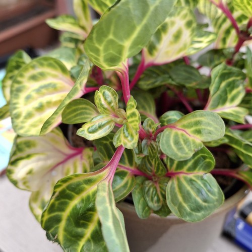 Iresine live plant unusual - iresine,