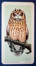 SHORT EARED OWL   Vintage 1962
