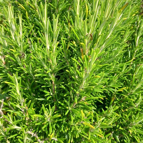 Rosemary rosemarinus - rosemary,