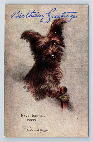 Animals dogs skye terrier - animals:, dogs.