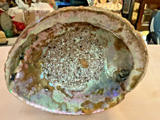 Abalone natural seashell piece