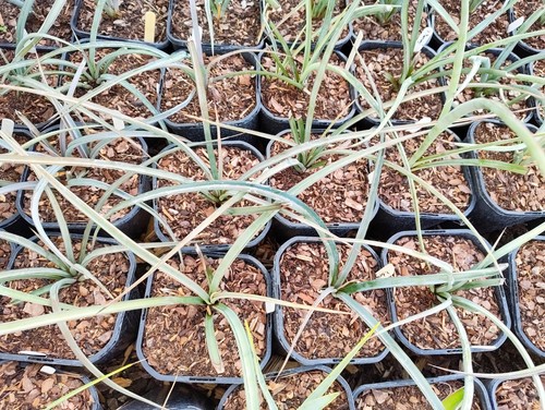 Yucca torreyi cm - -, pot
