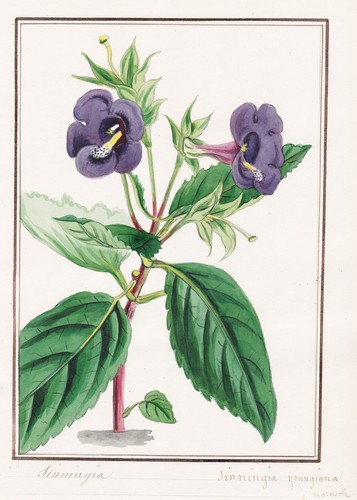 Sinningia youngiana gloxinie - sinningia,