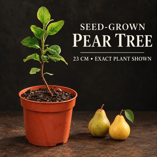 Seed grown pear tree 23cm - seed-grown,