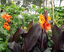 Canna Lily Wyoming Potted 5