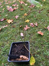 Hybrid Chestnut tree saplings