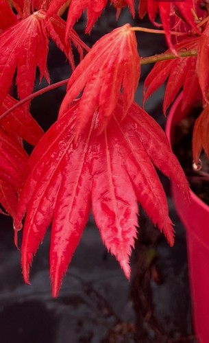 Acer shira moonrise 60cm - acer,